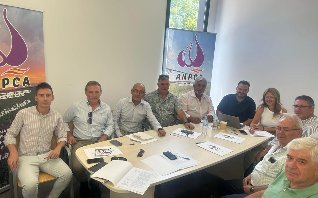 ANPCA CALIFICA LA CAMPAÑA DEL AJO ESPAÑOL 2024 COMO ACEPTABLE EN CALIDAD Y BUENOS RENDIMIENTOS.